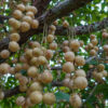 Lg. Rambai Fruit Tree (baccaurea motleyana)
