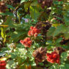 Lg. Annatto Lipstick Tree (bixa orellana)