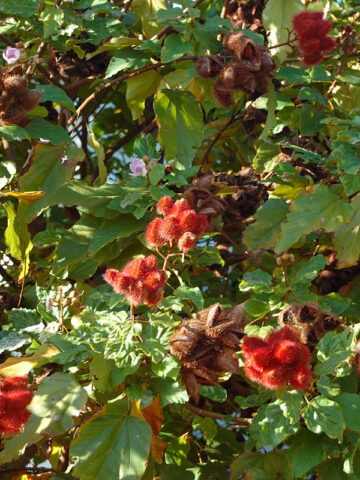 Lg. Annatto Lipstick Tree (bixa orellana)