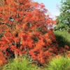 Lg. Illawarra Flame Tree (brachychiton acerifolium)