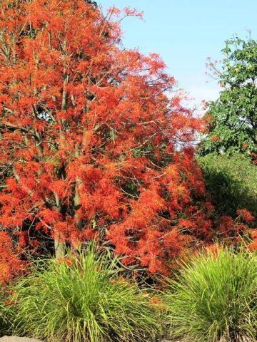 Lg. Illawarra Flame Tree (brachychiton acerifolium)