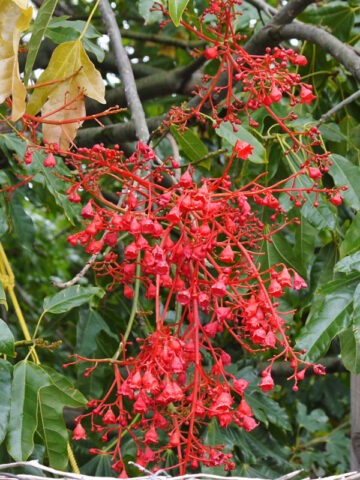 Alternative view of Lg. Illawarra Flame Tree (brachychiton acerifolium)