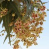Lg. Australian Black Kurrajong Bottle Tree (brachychiton populneus)