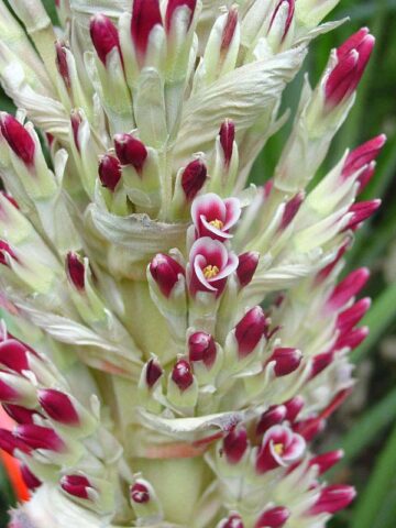 Alternative view of Lg. Hearts of Flame Bromeliad Plant (bromelia balansae)
