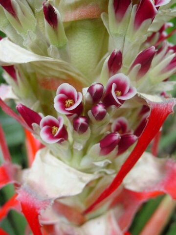 Lg. Hearts of Flame Bromeliad Plant (bromelia balansae) - Image 4