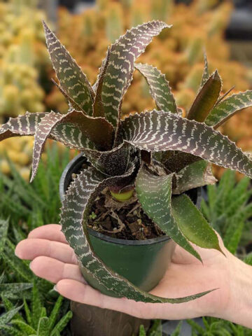 Lg. Gerkiana Bromeliad Plant (bromelia orthophytum) - Image 3
