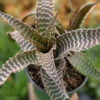 Lg. Gerkiana Bromeliad Plant (bromelia orthophytum)