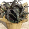 Lg. Gerkiana Bromeliad Plant (bromelia orthophytum)