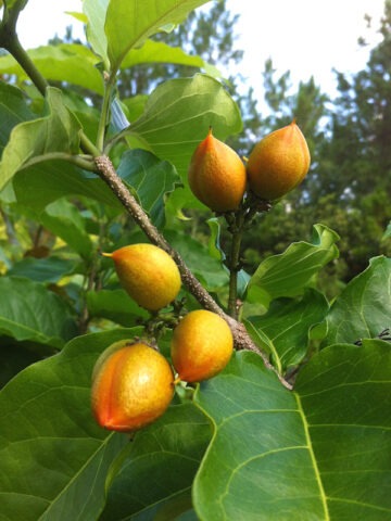 Alternative view of Lg. Peanut Butter Fruit Tree (bunchosia argentea)