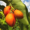 Lg. Peanut Butter Fruit Tree (bunchosia argentea)