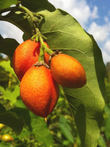 Lg. Peanut Butter Fruit Tree (bunchosia argentea)