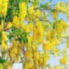 Golden Shower Tree (cassia fistula)