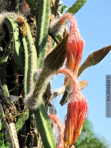 Night Blooming Flamingo Cereus Cactus