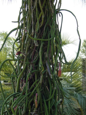 Alternative view of Night Blooming Flamingo Cereus Cactus