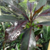 Lg. Fragrant Thai Maroon Perfume Plant (cerbera manghas)