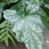 Cercestis Mirabilis Tropical Plant