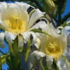 White Night Blooming Cereus Cactus