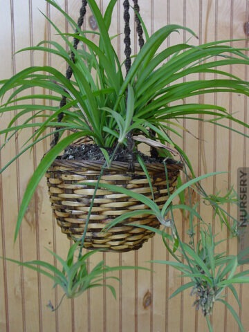 Alternative view of Heirloom Green Spider Plant (chlorophytum jade)