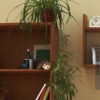Heirloom Green Spider Plant (chlorophytum jade)