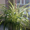 Tricolor Spider Plant Chlorophytum Vittatum Plant (chlorophytum)