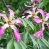 Lg. Pink Silk Floss Tree (chorisia speciosa)