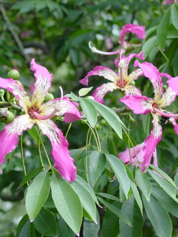 Lg. Pink Silk Floss Tree (chorisia speciosa)