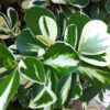 Lg. Variegated Autograph Tree (clusia rosea)