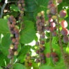 Lg. Sea Grape Tree (coccoloba uvifera)