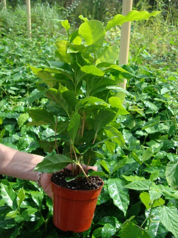 Alternative view of Lg. Kona Coffee Bush (coffea arabica)