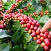 Lg. Kona Coffee Bush (coffea arabica)