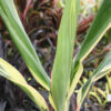 Lg. Amaryllis Hawaiian Ti Plant (cordyline sp.)