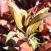 Lg. Cointreaux Hawaiian Ti Plant (cordyline sp.)