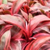 Lg. Electra Hawaiian Ti Plant (cordyline sp.)