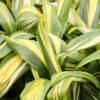 Lg. Golden Stripe Hawaiian Ti Plant (cordyline sp.)