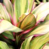 Lg. Kiwi Hawaiian Ti Plant (cordyline sp.)