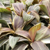 Lg. Multi Plant Mocha Latte Hawaiian Ti (cordyline sp.)