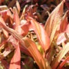 Lg. Multi Plant Morning Sunshine Hawaiian Ti (cordyline sp.)