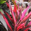 Lg. Neon Hawaiian Ti Plant (cordyline sp.)