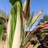 Lg. Pink Magic Hawaiian Ti Plant (cordyline sp.)