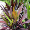 Lg. Polynesian Black Hawaiian Ti Plant (cordyline sp.