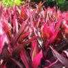 Lg. Multi Plant Red Sister Hawaiian Ti (cordyline sp.)
