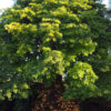 Lg. Cannonball Tree (couroupita guianensis)