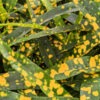 Lg. Landscape Ready - Sloppy Painter Croton Plant (codiaeum roosevelt)