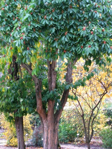 Alternative view of Lg. Mandarin Melonberry Chinese Che Tree (cudrania tricuspidata)
