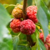 Lg. Mandarin Melonberry Chinese Che Tree (cudrania tricuspidata)