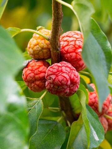 Lg. Mandarin Melonberry Chinese Che Tree (cudrania tricuspidata)