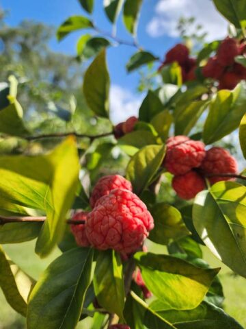Mandarin Melonberry Chinese Che Tree (cudrania tricuspidata) - Image 7
