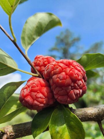 Alternative view of Mandarin Melonberry Chinese Che Tree (cudrania tricuspidata)