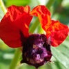 Batface Scarlet Plant (cuphea llavea)