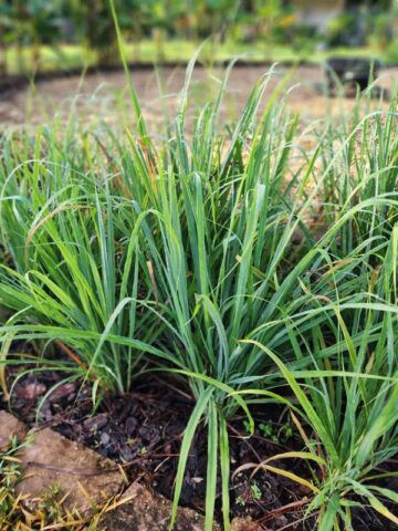 Lg. Citratus Lemongrass Best For Tea & Aroma (cymbopogon citratus) - Image 3